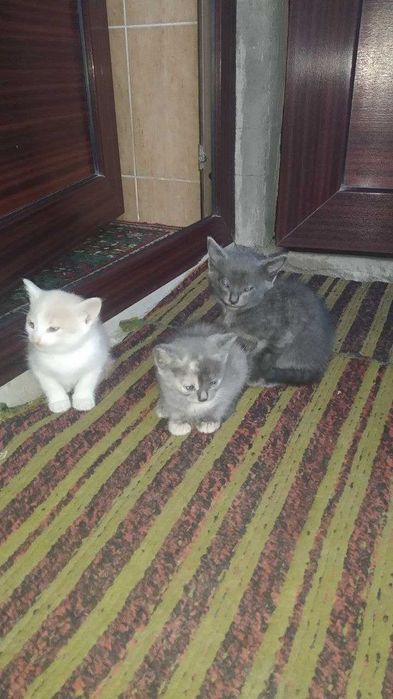 Продаются котята