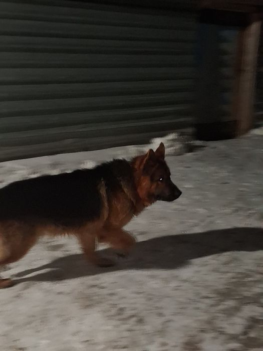 Немецкая овчарка