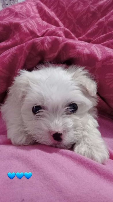Băiat Bichon Maltez