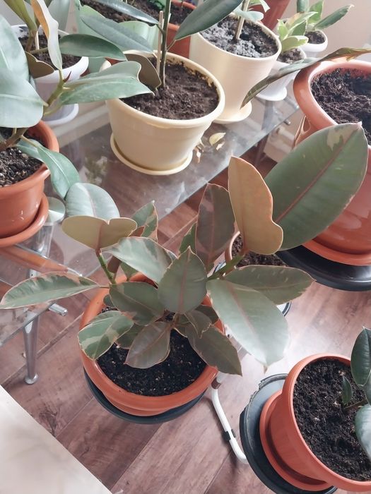 Фикус Тинеке кустовой