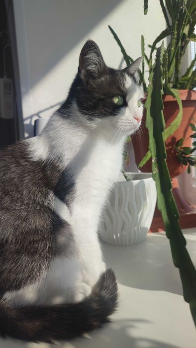 Отдам кошечку в хорошие руки