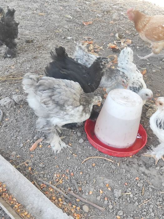 Внимание цыплята брамма гигант  продаются