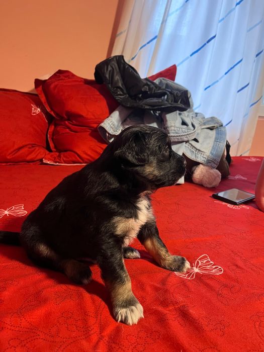 Donez căței de talie medie