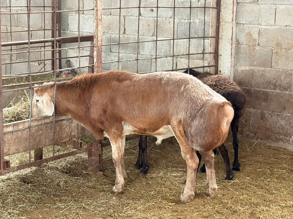 Продам кошкары породистые