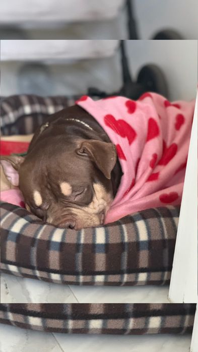 American Bully Pocket cu pedigree, 7 luni