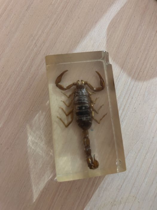 Продам сувенир