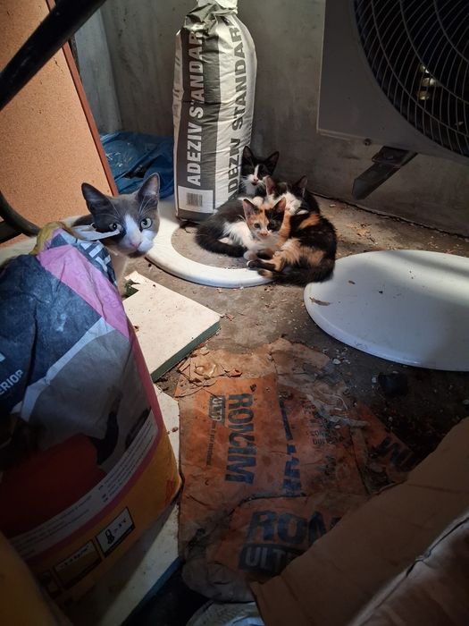 Ppisicuțe. 1 luna    trbui să le găsim  stăpâni..
