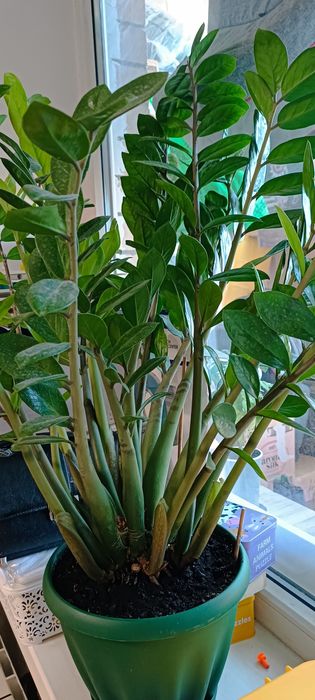 Долларовое дерево