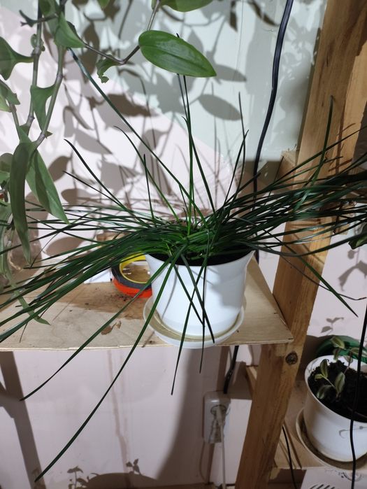 Комнатные цветы( 1.5 года)