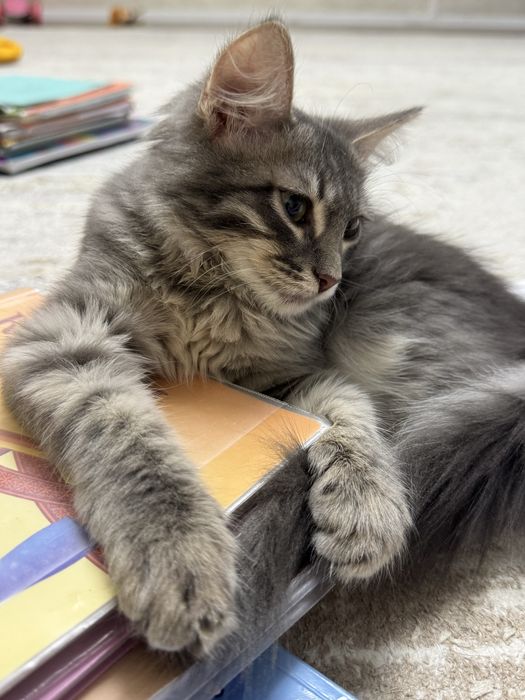 Кошка мейн кун  краш