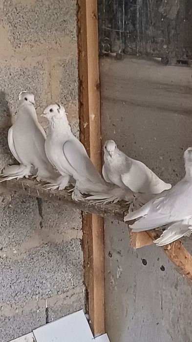Продам голубей Шымкент