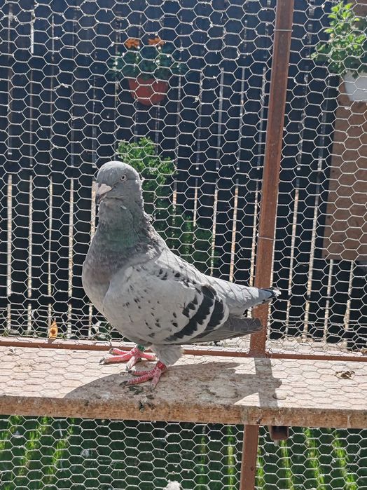 Porumbei standard de vanzare