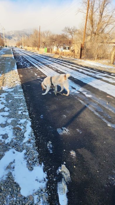 Тобет ит 3ке толды