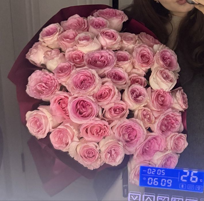 51 роза, свежие, розовые