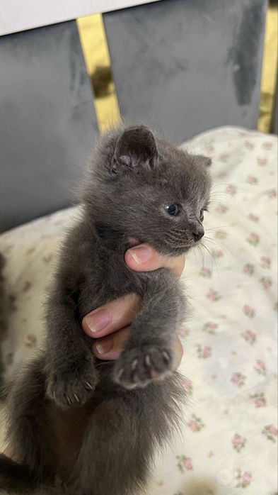 Котенок продается