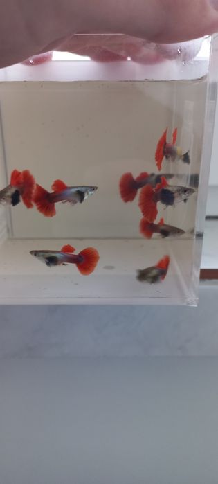 Guppy Dumbo red tail