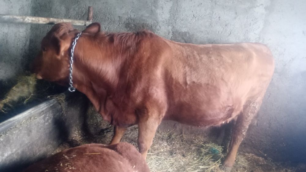 Juncă angus roș gestantă în 7 luni