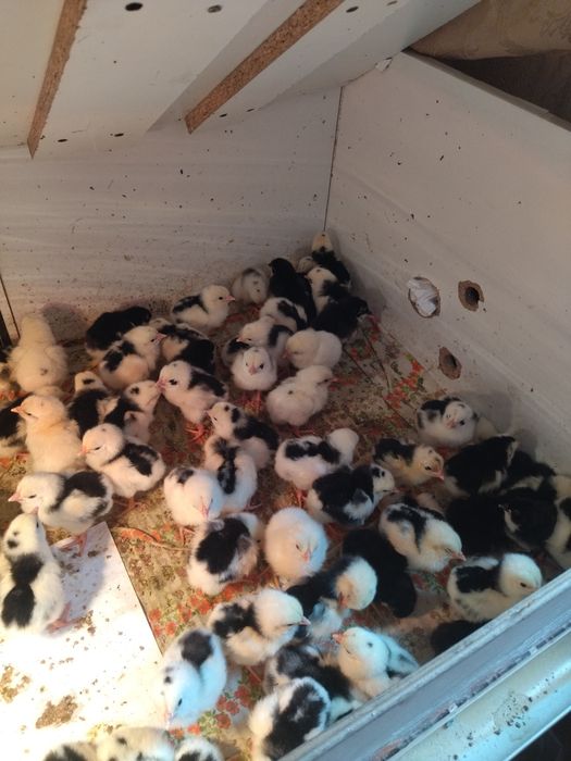 Цыплята домашней несушки