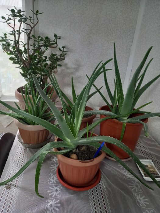 Продам цветы комнатные