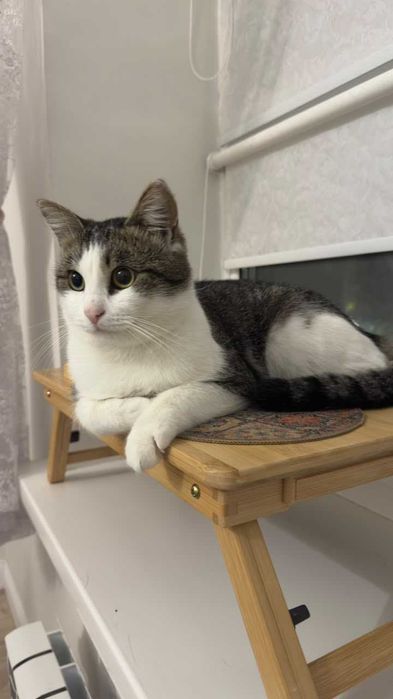 Котик в добрые руки