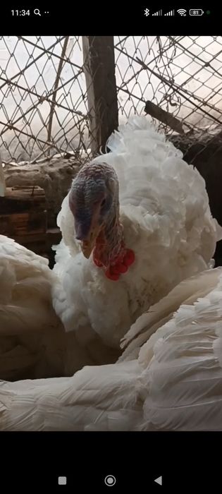 Продаются индюки