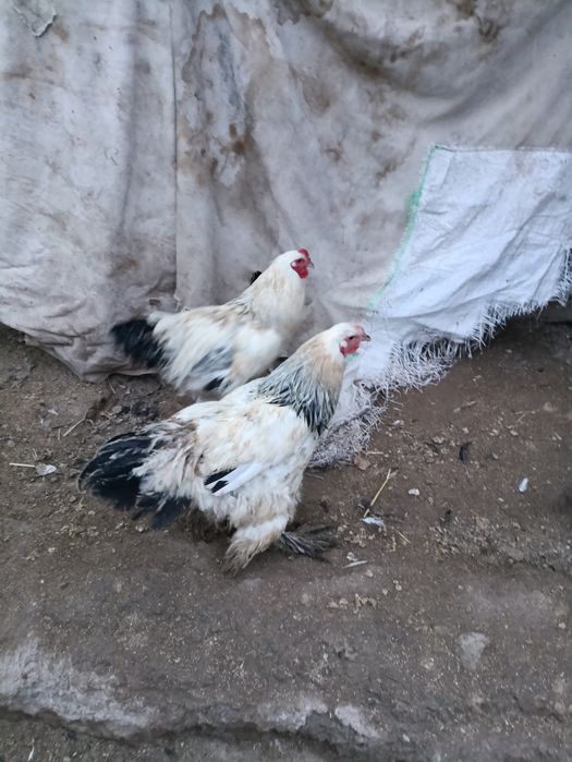 Брама хуроз сотилади