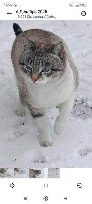 Сиамский кот ищет дом