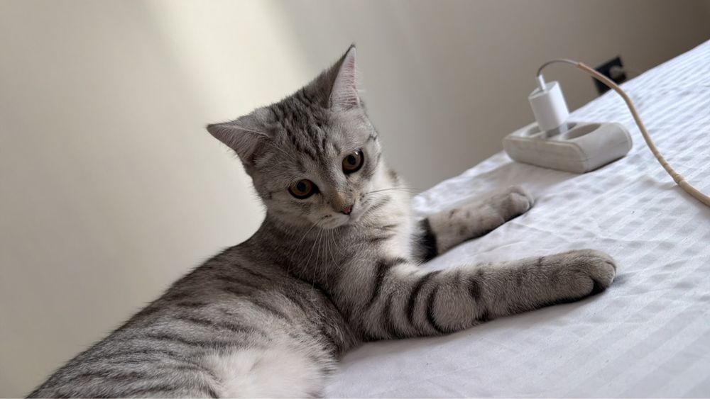 Кот британец короткошерстый