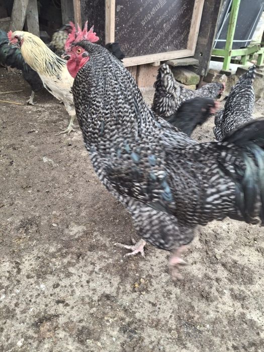 Cocoși de rasa de vanzare