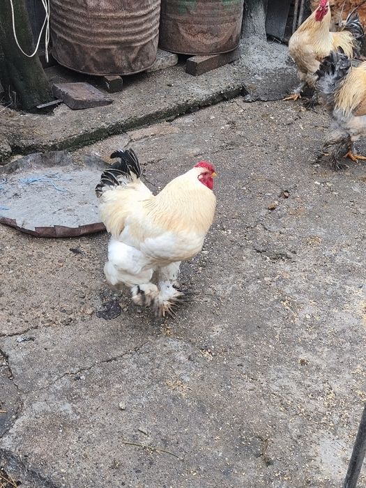 Vând găini de curte