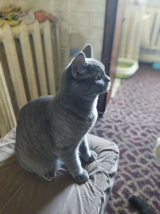 Кошка котята шотландская скотиш фолд страйт