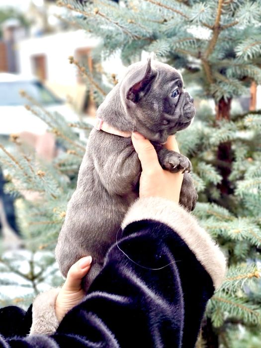 Щенки французского бульдога девочка