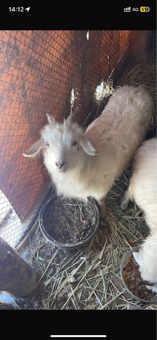 Кашар 370.   Лак туша 40