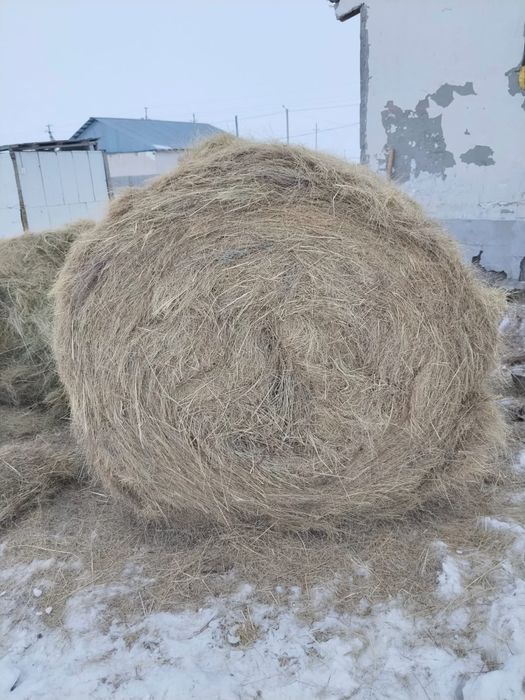 Продам сено зелёное