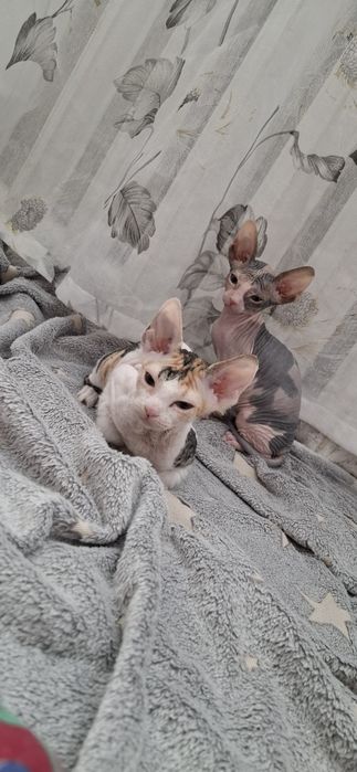 Донские сфинксы котята