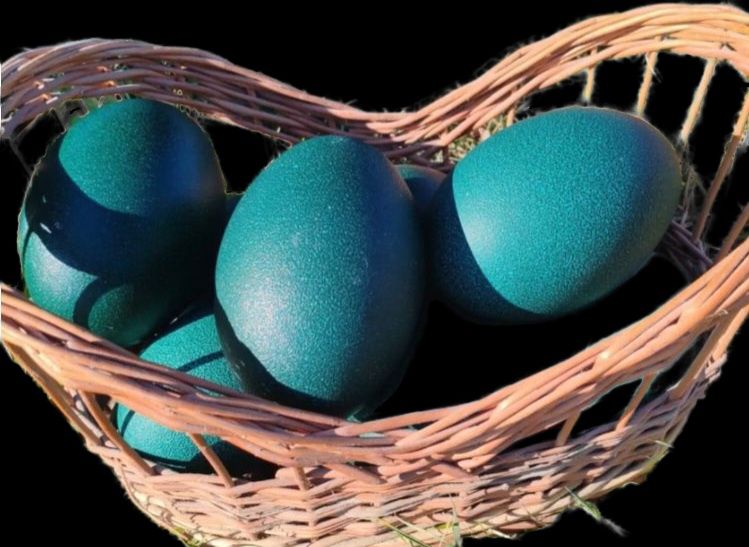 Ouă struti emu de la familii selectate!