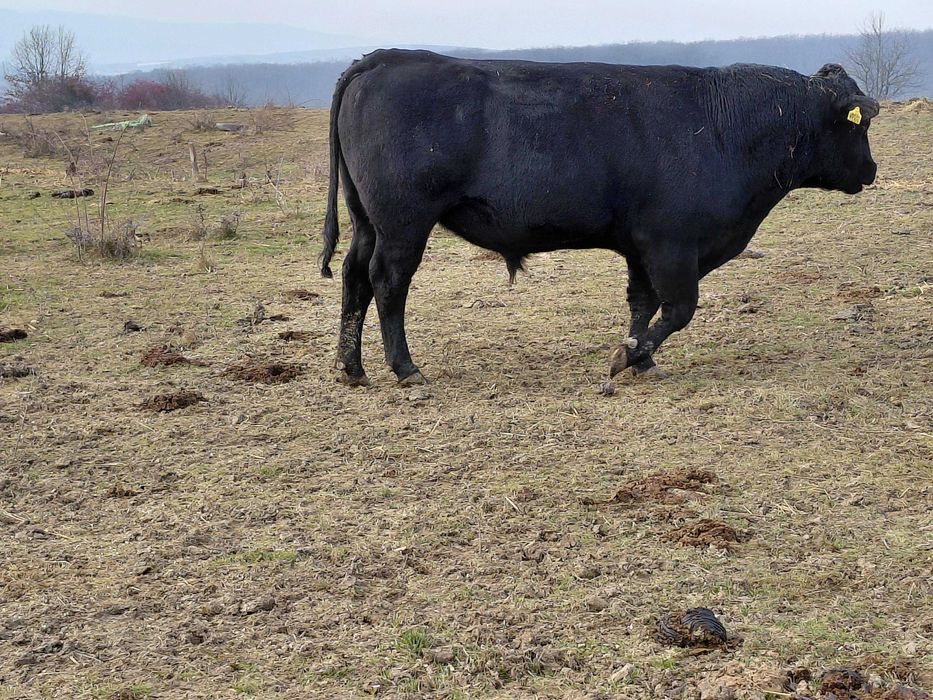 De vinzare taur Angus