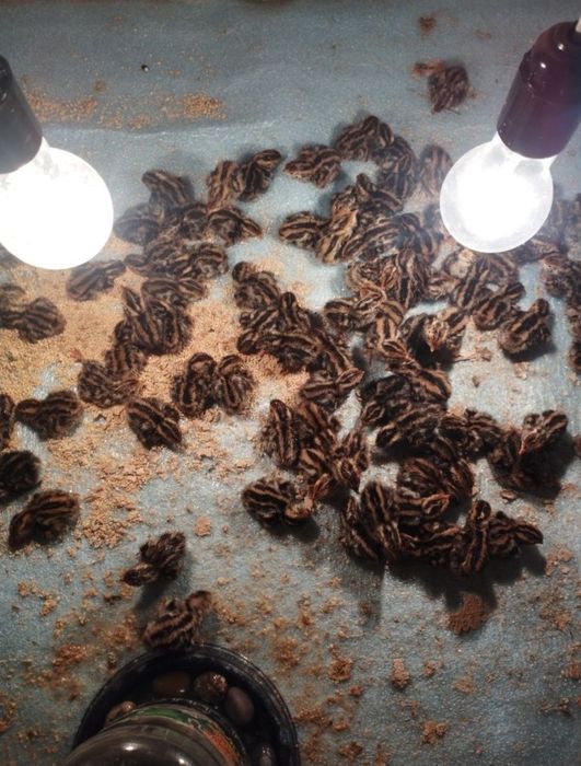 Bedana jo‘jasiga zakaz olamiz