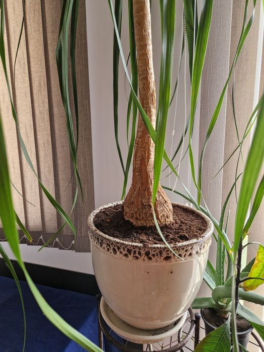 Продавам голяма палма Нолина