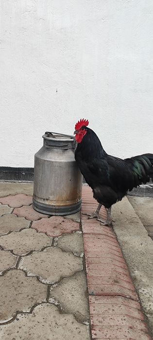 Петух от джерсийского гиганта