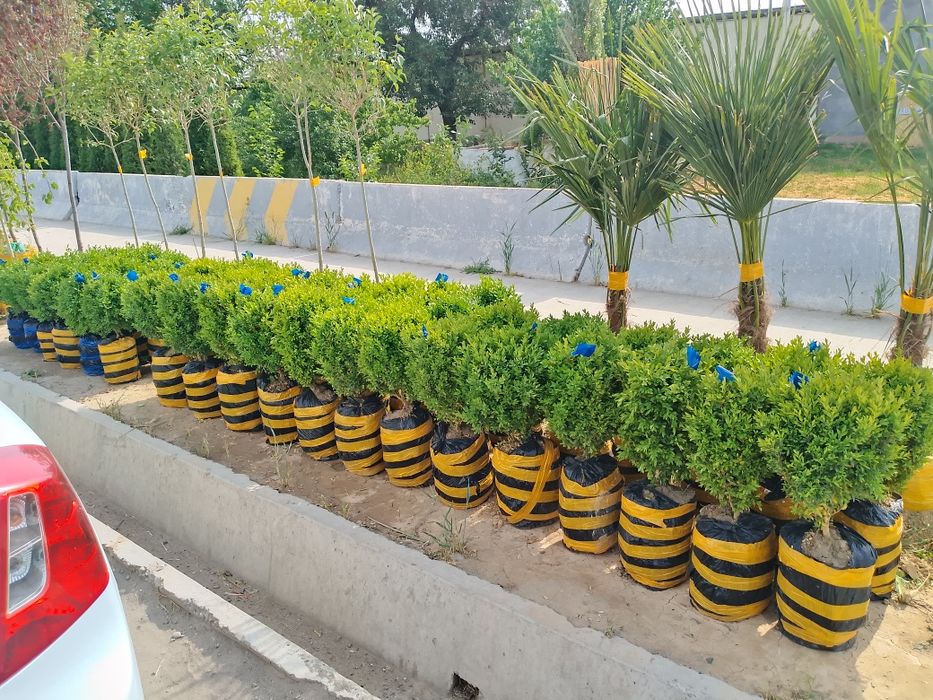 Har xildagi archalar bor landshaft dizayni ham bor