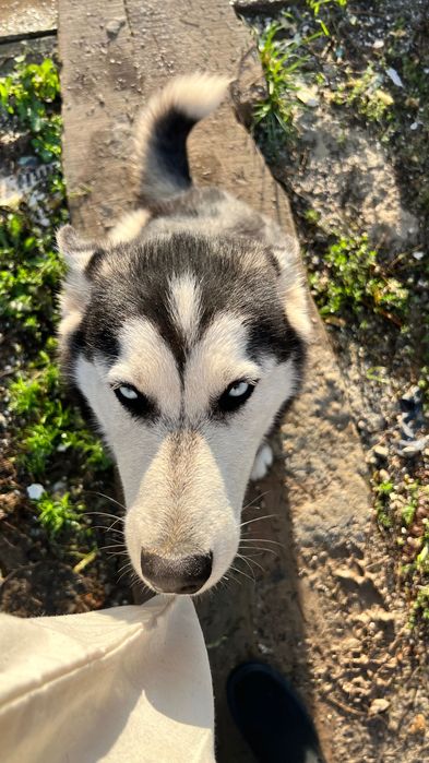 Хъски - мъжко на 6 месеца