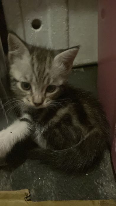Котята мейнкун ищут семью