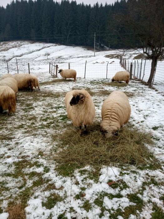 Oi de vânzare foarte bune.