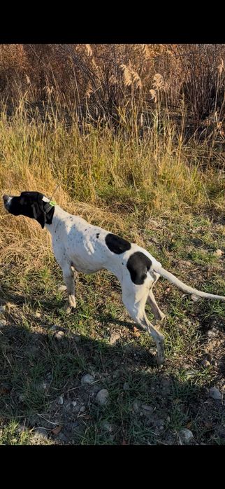 Pointer englez vanatoare