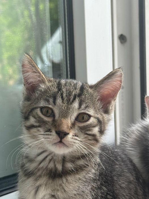 Отдам бесплатно котят девочки
