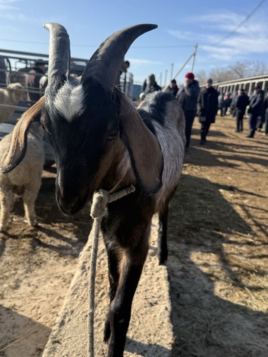 Асыл лақ теке сатылады