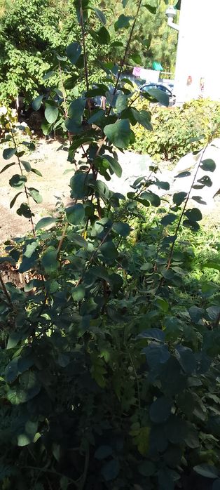 Продам саженцы сливы