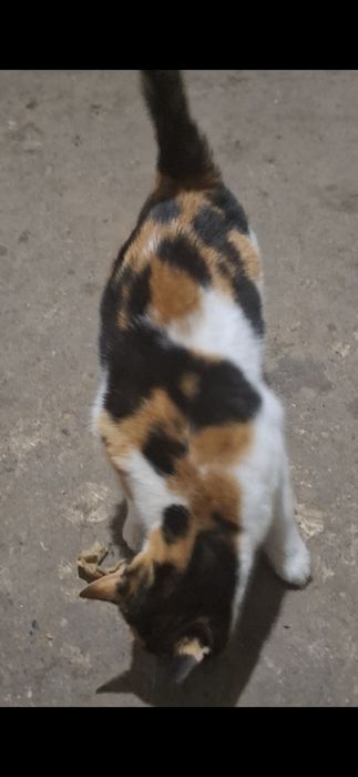 Donez pisici vârsta 5 luni