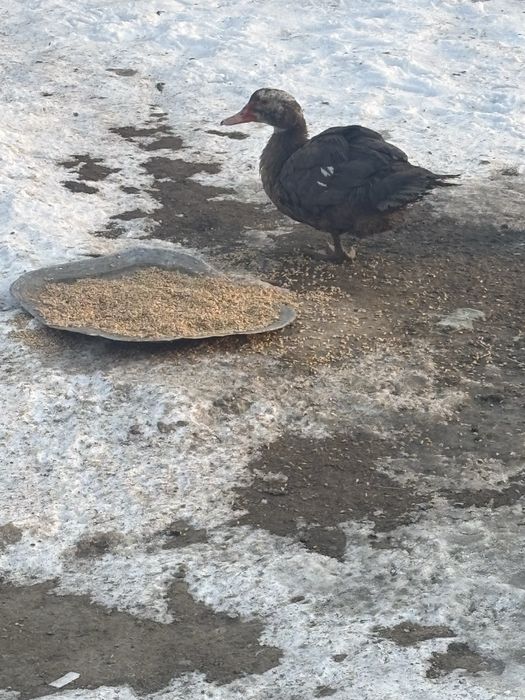 Индоутки индоутки